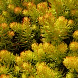 Sedum reflexum'Angelina'