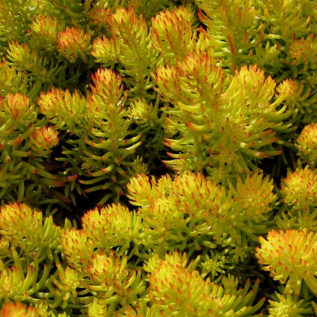 Sedum reflexum'Angelina'