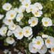 Cistus corbariensis