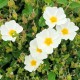 Cistus obtusifolius