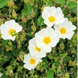 Cistus obtusifolius