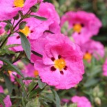 Cistus purpureus