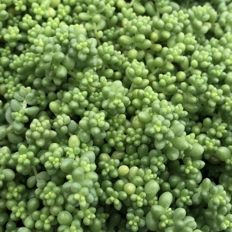 Sedum album var. chloroticum