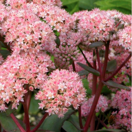 Sedum x 'Matrona'