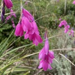 Dierama pulcherrimum