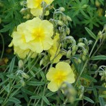 Helianthemum 'Wisley Primrose'