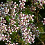 Saxifraga cotyledon 'Southside Seedling'