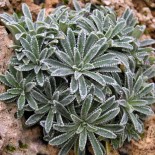 Saxifraga crustata