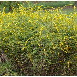 Solidago rugosa 'Fireworks'