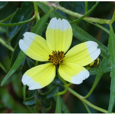 Bidens heterophylla 'Hannay's Lemon Drop'