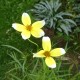 Bidens heterophylla 'Hannay's Lemon Drop'