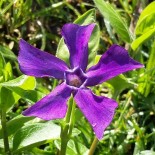 Vinca major var. oxiloba